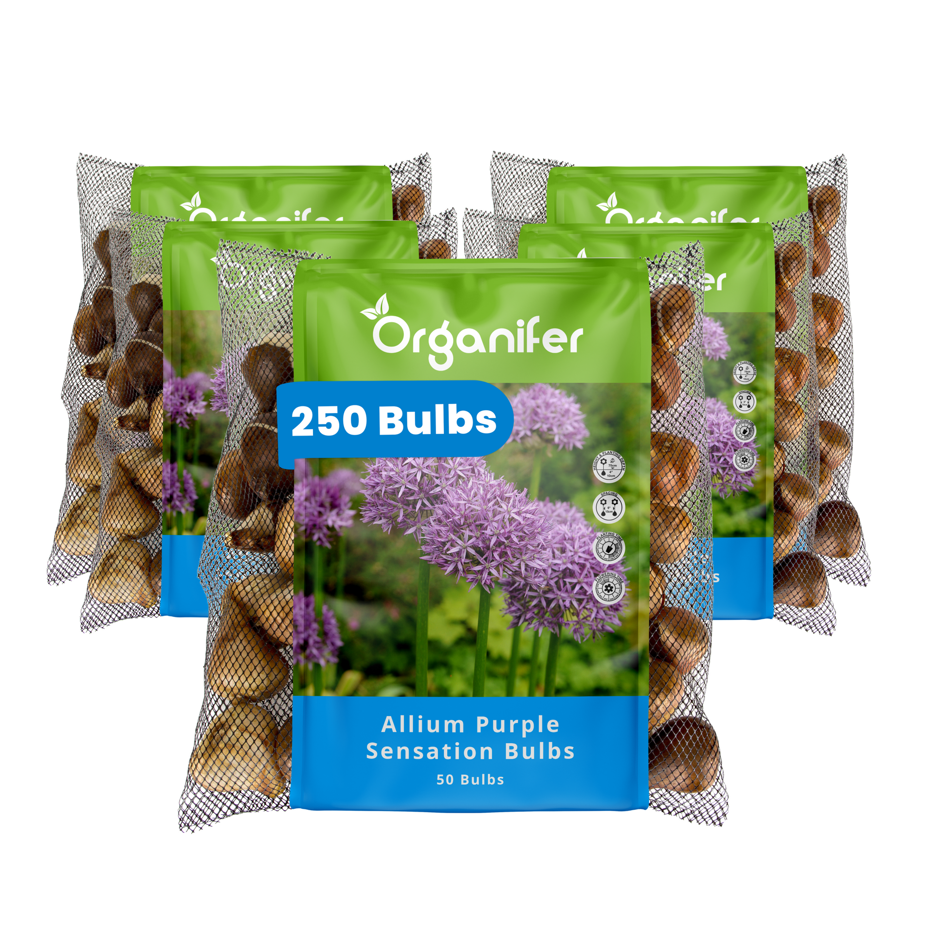 250 Allium Purple Sensation Bulbs
