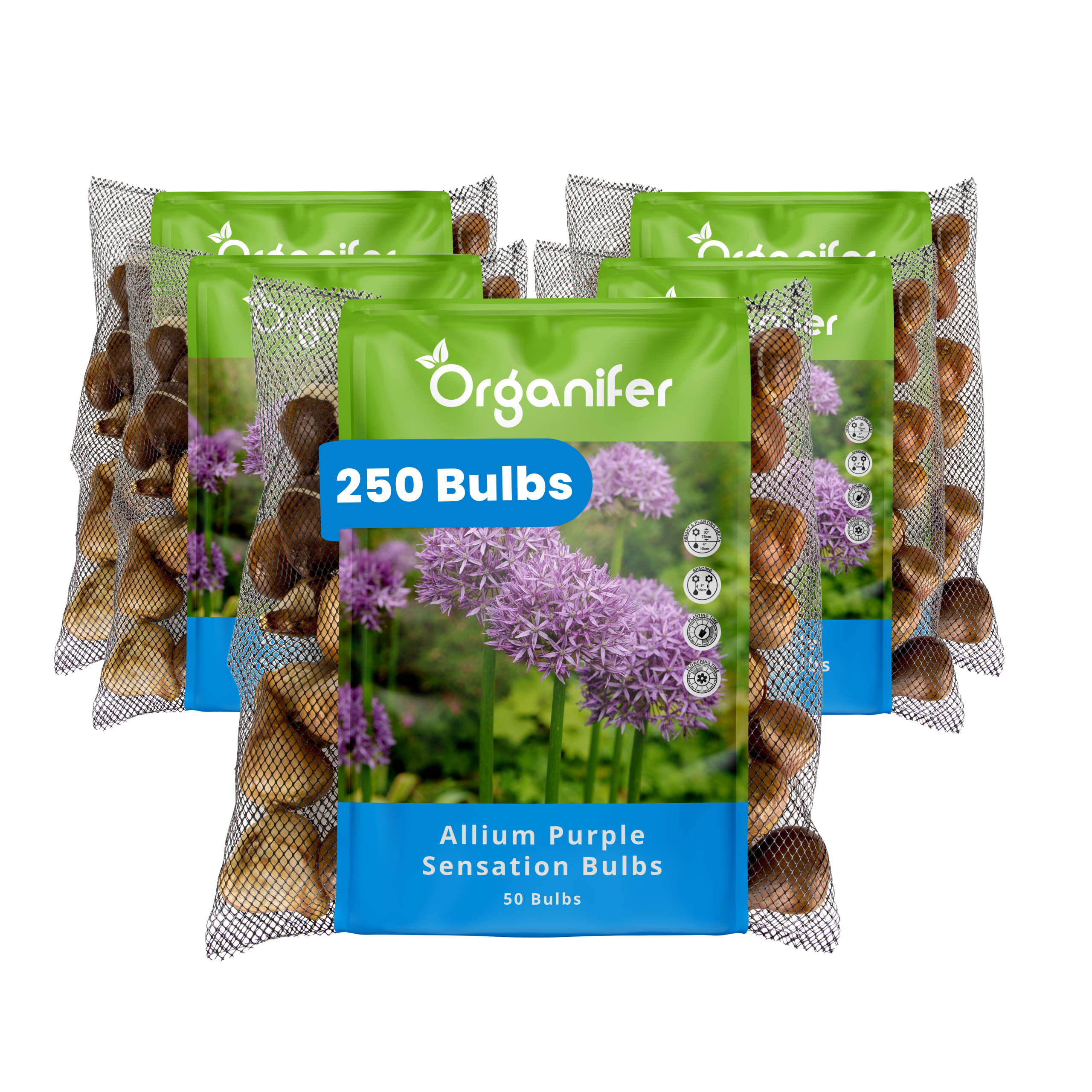 250 Allium Purple Sensation Bulbs