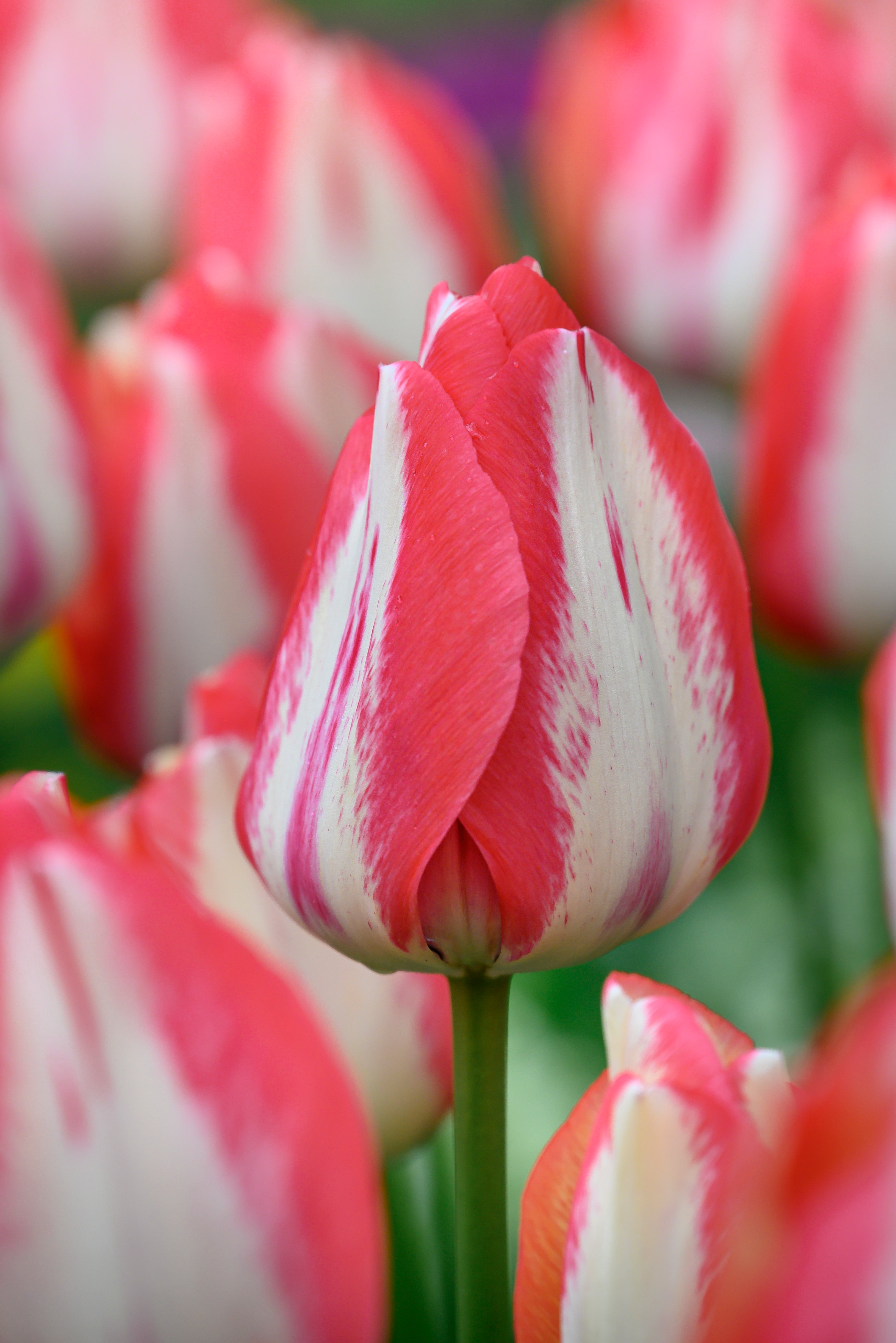 Prachtige tweekleurige tulpenpracht