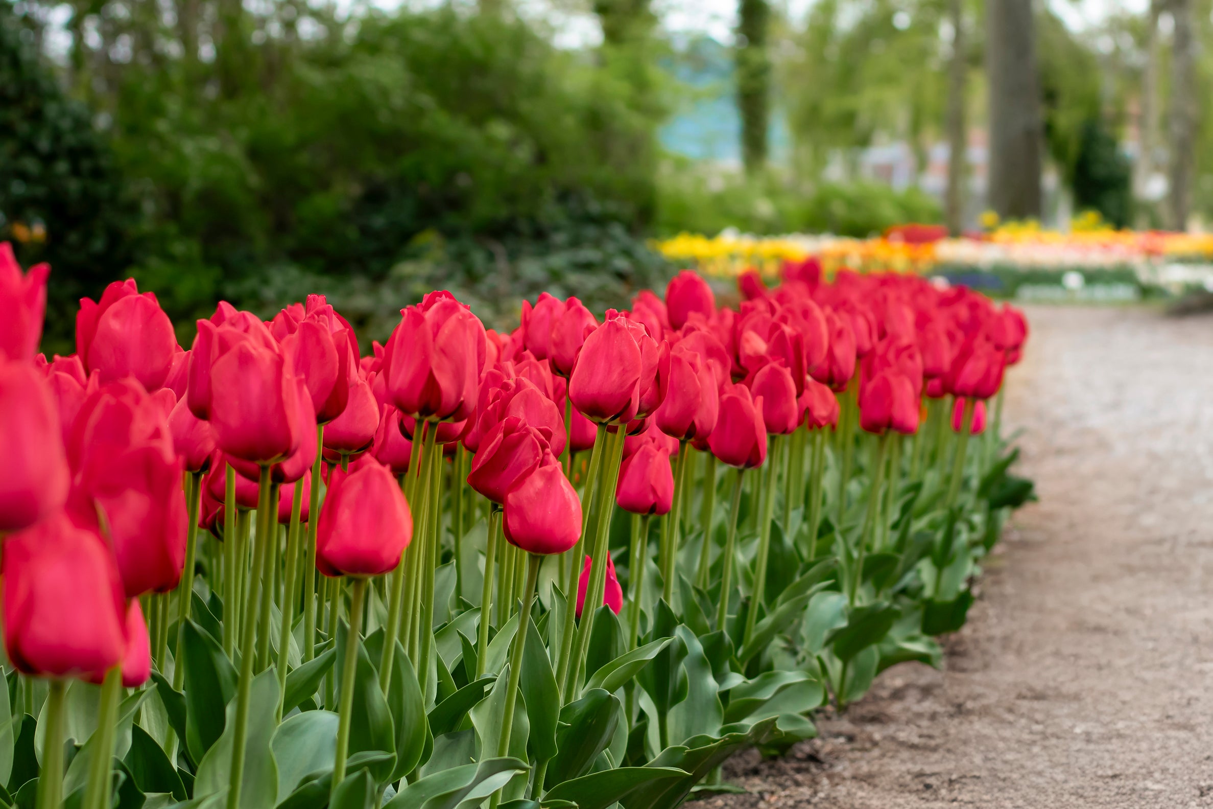 Perfect voor borders, potten en snijbloemen