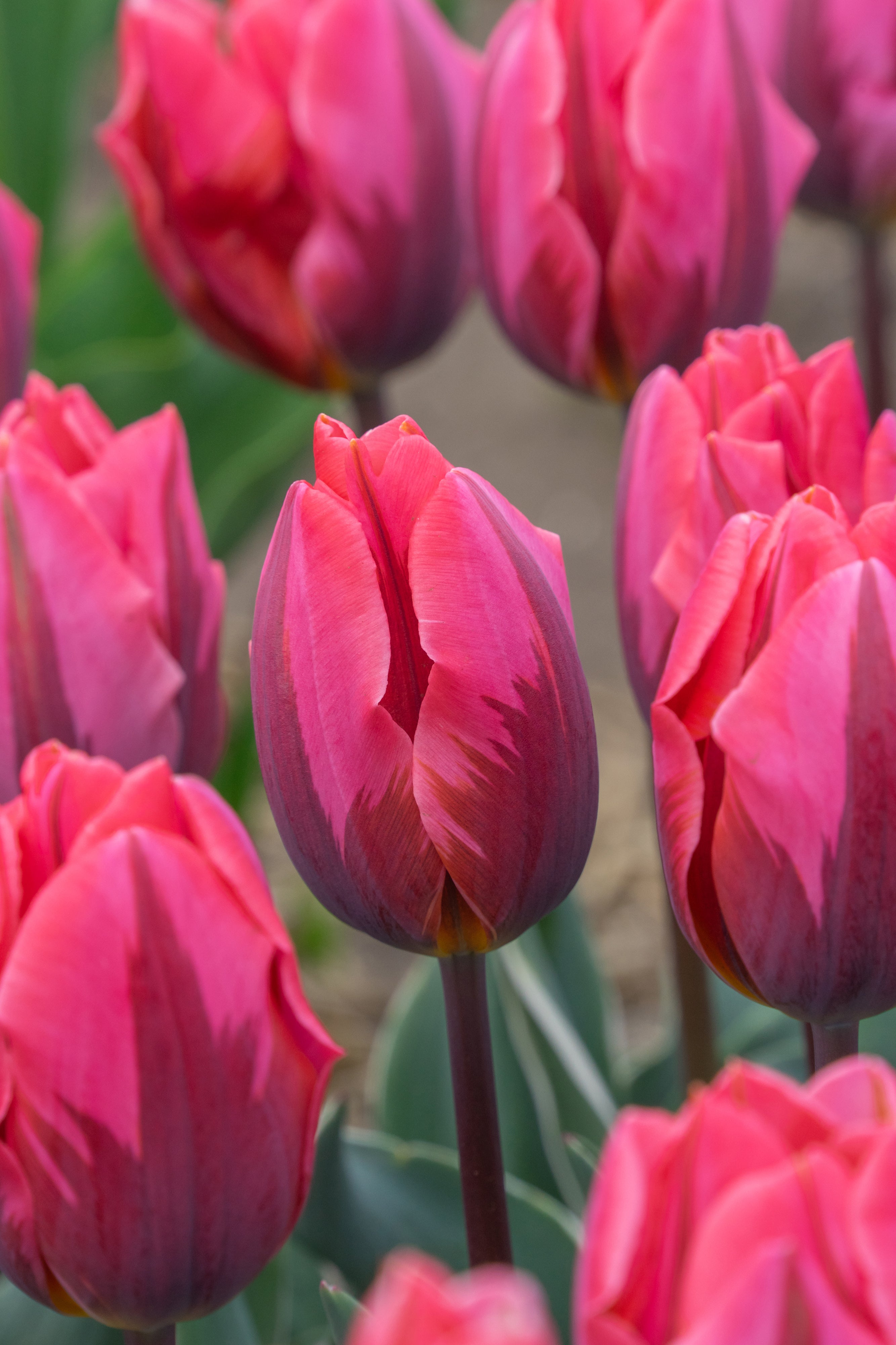 Perfect voor borders, potten en snijbloemen