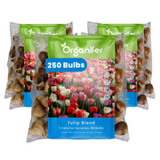 250 Tulip Bulbs - 5 Colorful Varieties (XXL Bulb Size 12 cm/+)