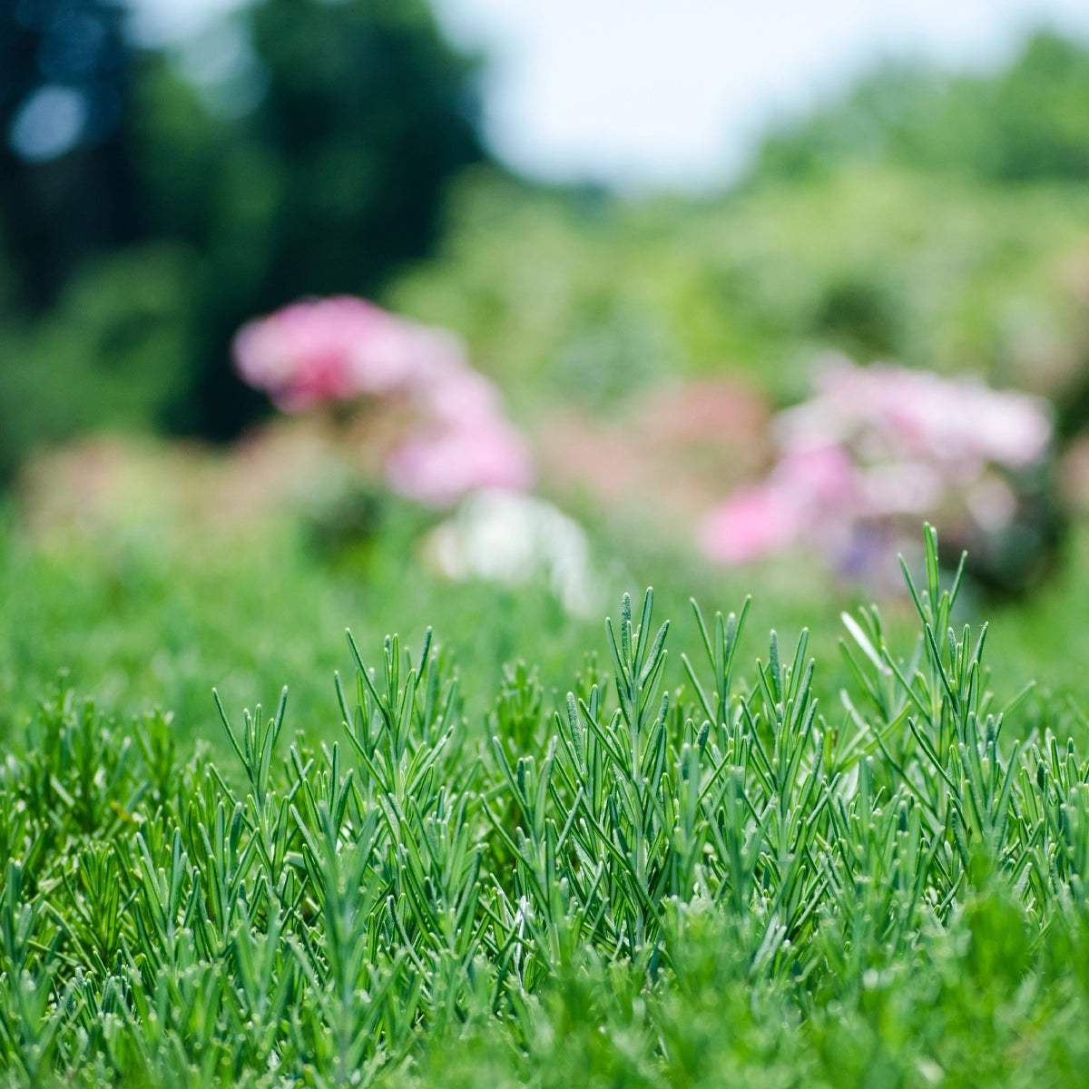 Fine-Leafed & Dense Appearance