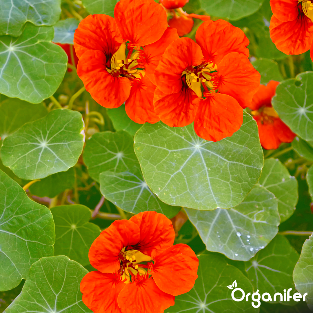 engrais liquide pour capucine - Lot de 2x1 litre