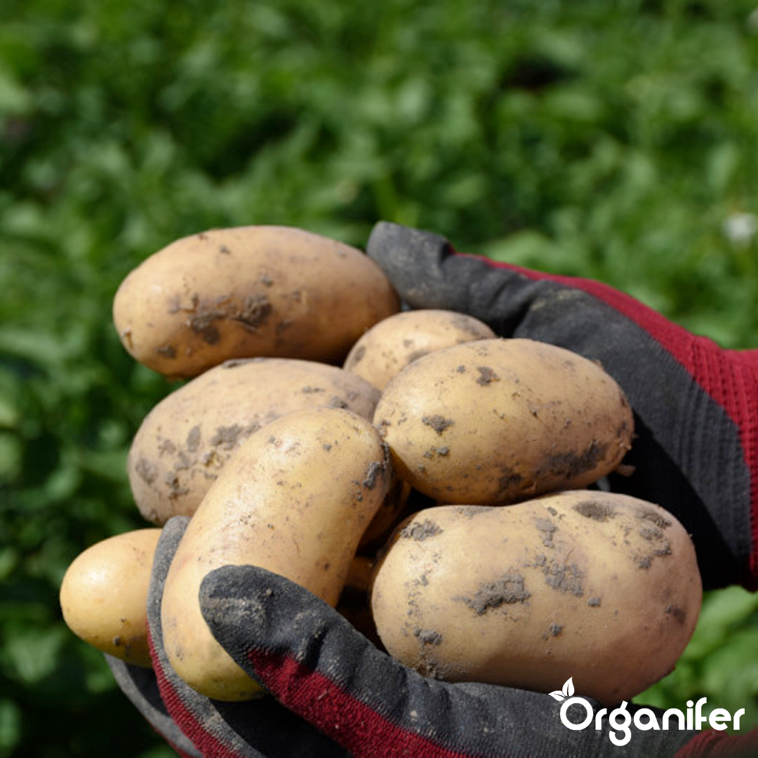 2 Organic Seed Potatoes Levante