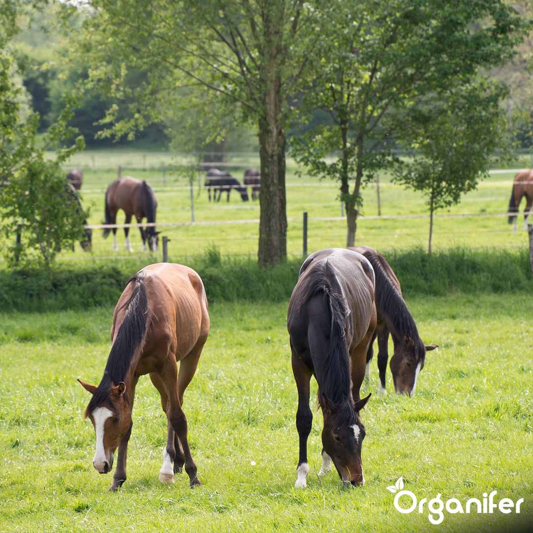 Betesgräsfrö Paddock - För hästhagar och paddockar (5 kg för 555 m2)