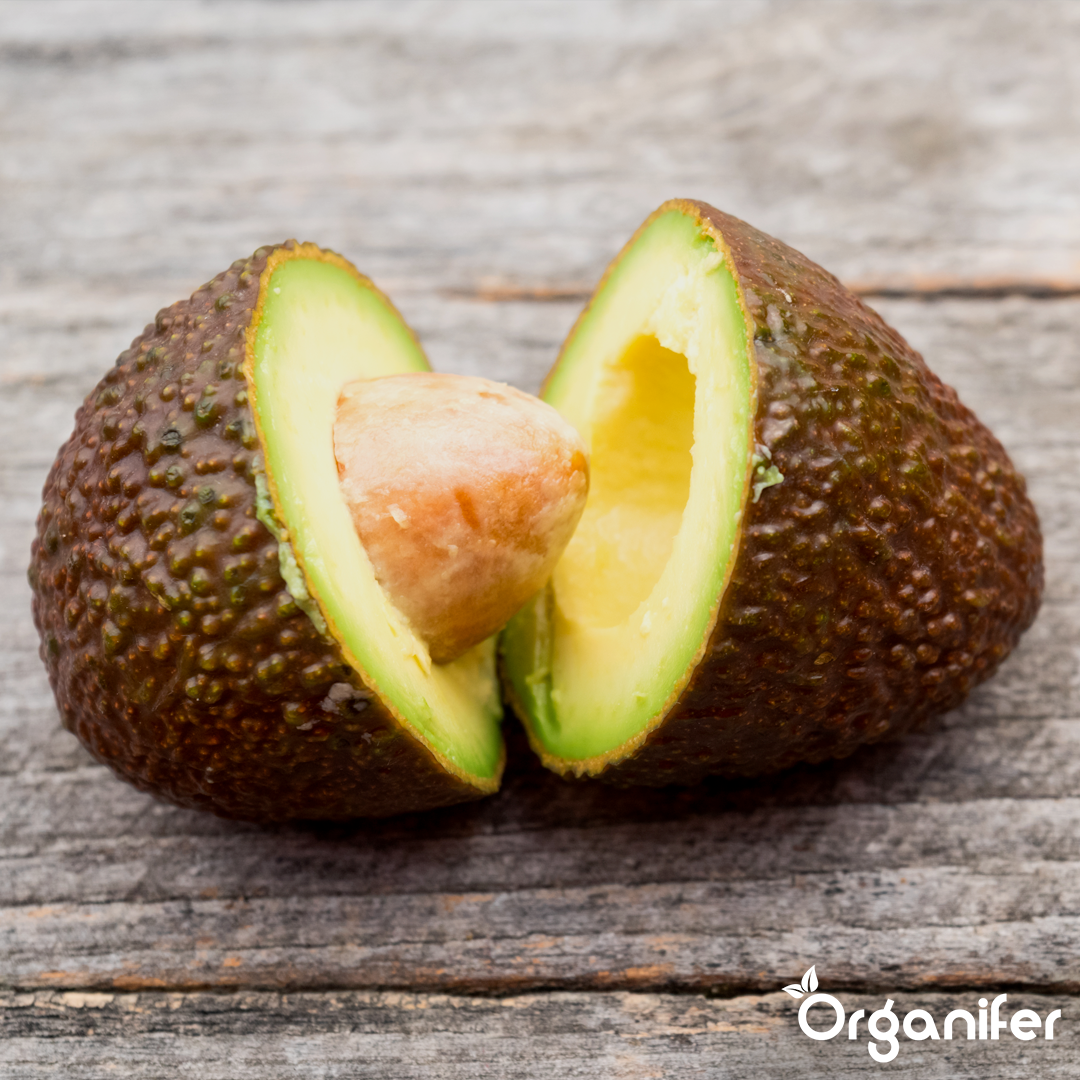 liquid fertiliser avocado