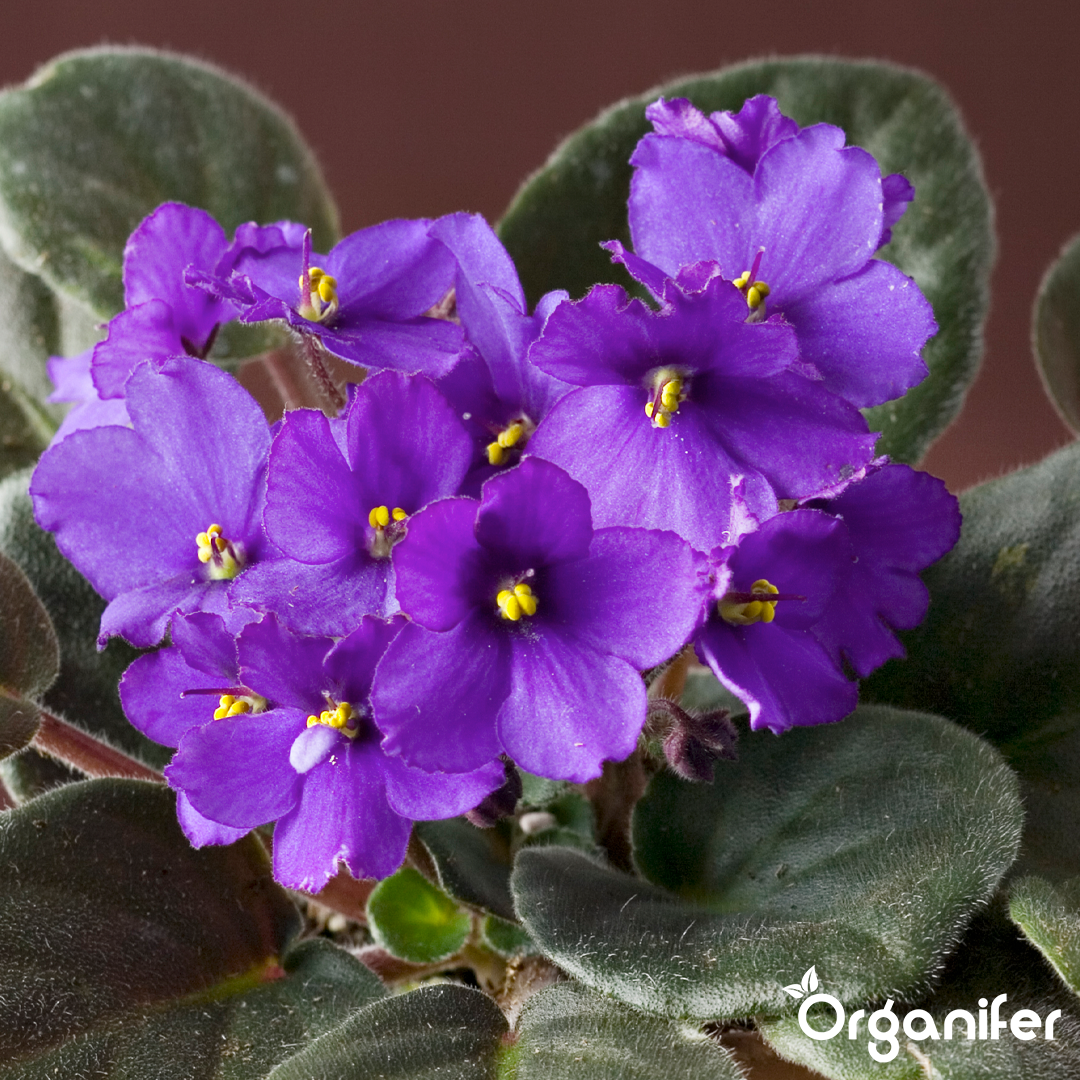 African violet