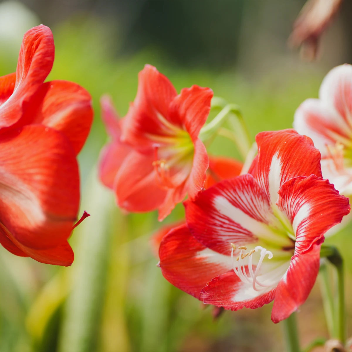 Large, Vibrant Flowers with Rich Colour