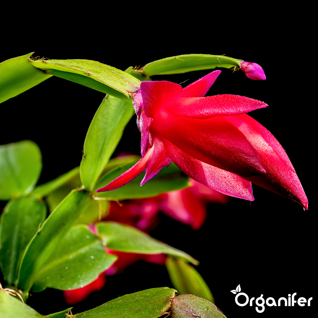 Christmas Cactus