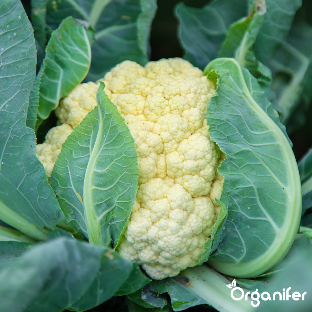 liquid fertiliser cauliflower