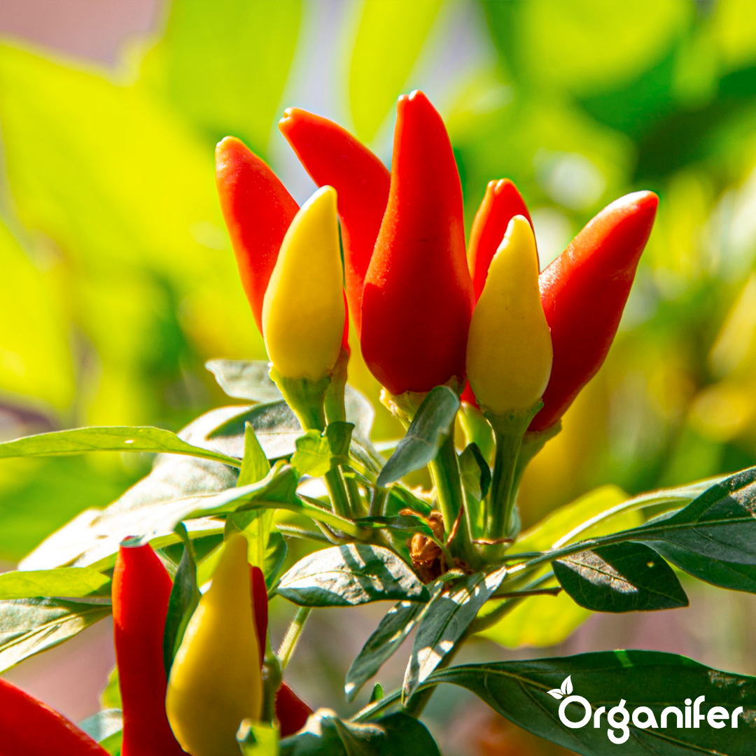 liquid fertiliser chili