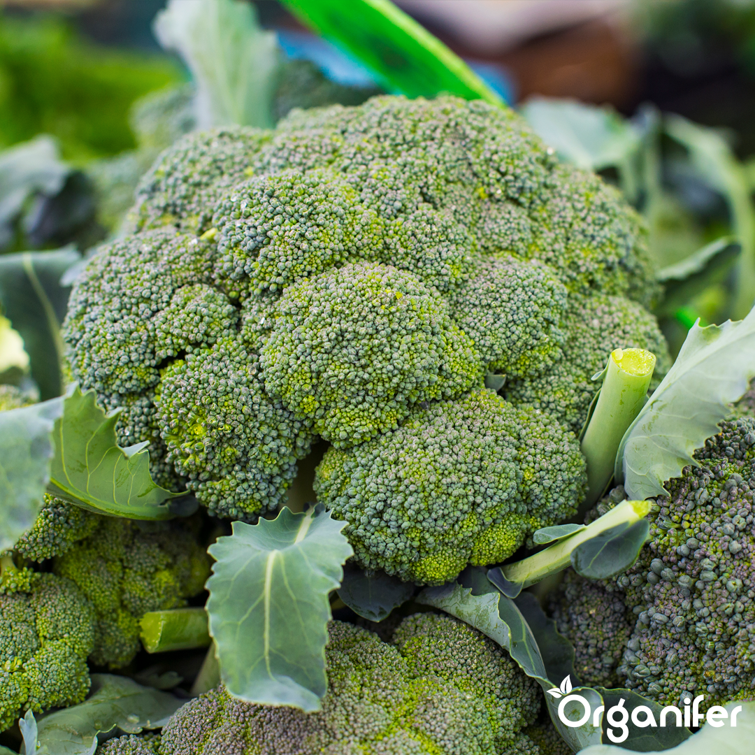 liquid fertiliser broccoli