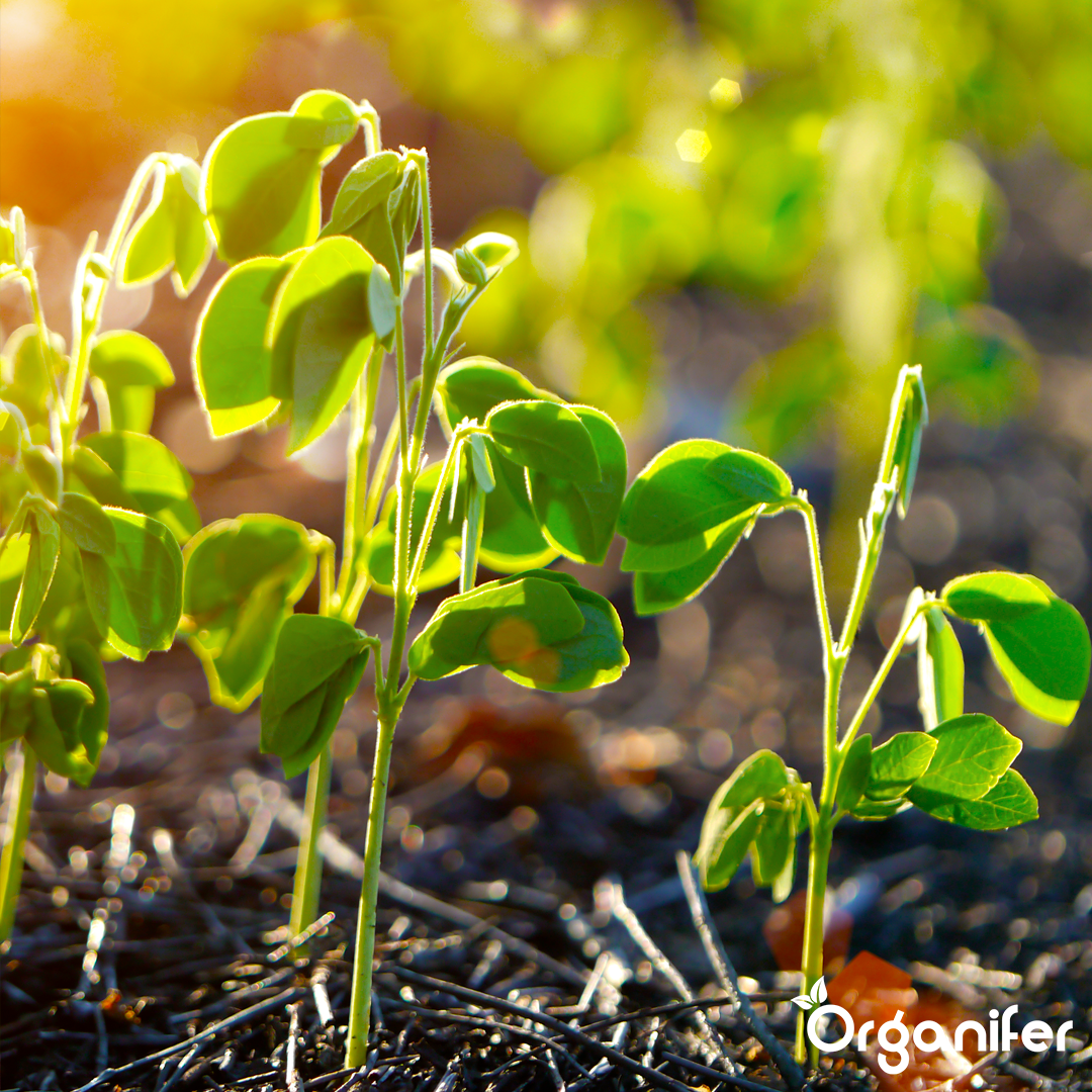 liquid fertiliser bean