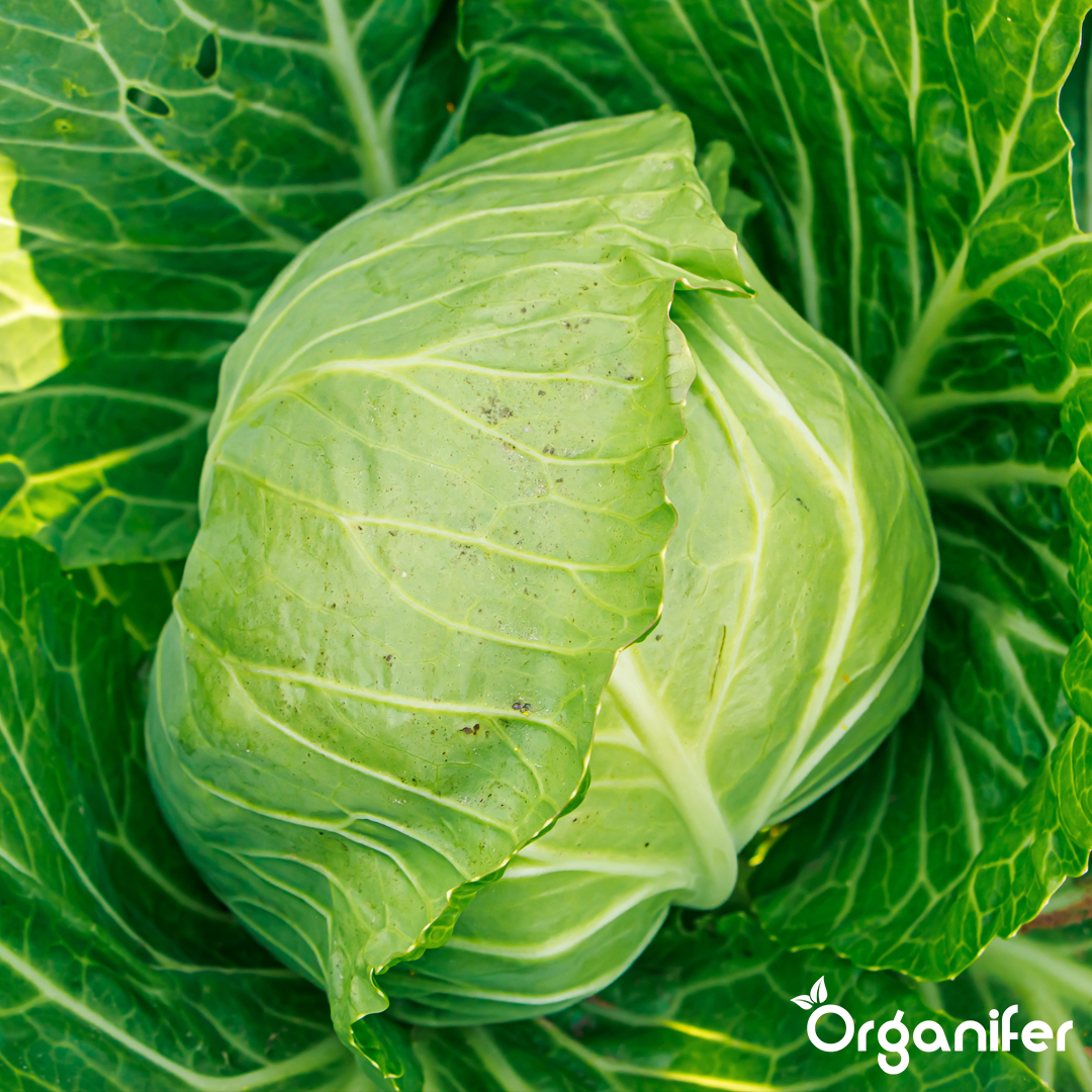 liquid fertiliser cabbage