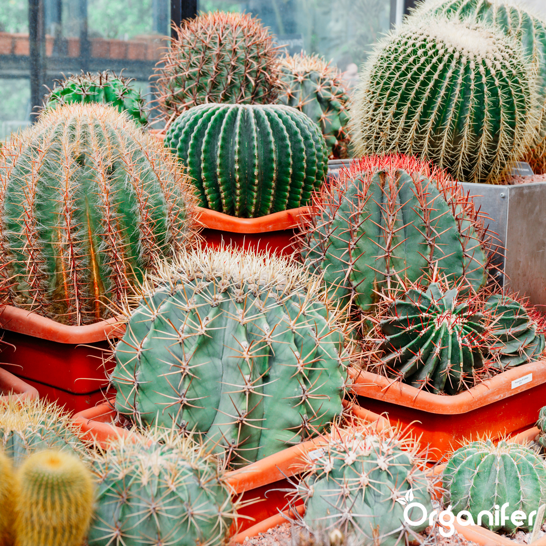 liquid fertiliser Cactus