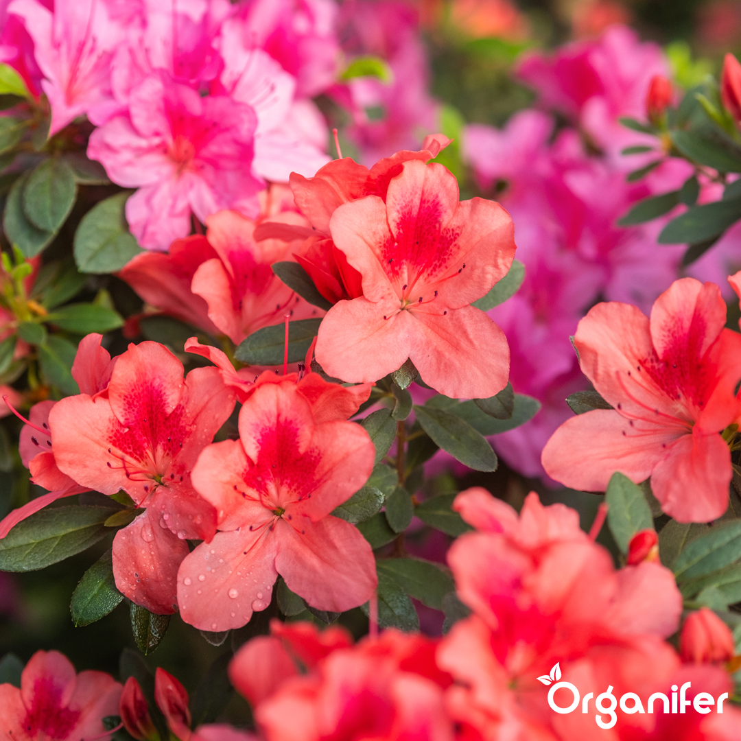 liquid fertiliser Azalea