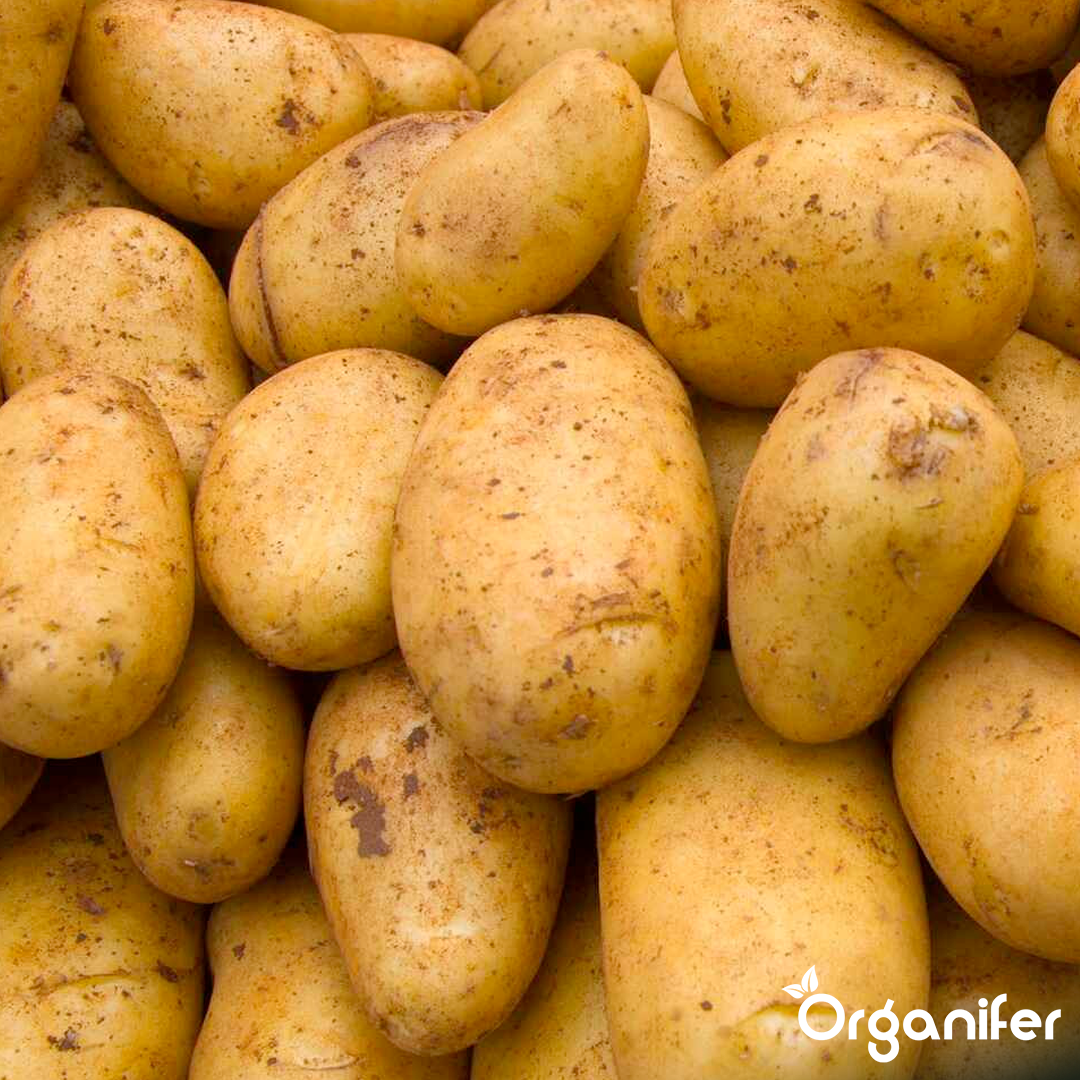 Seed Potatoes Première