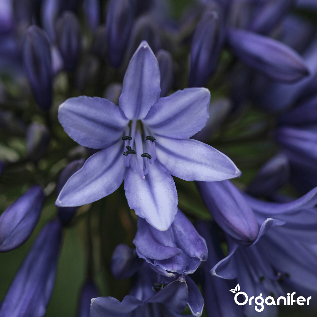 Agapanthus