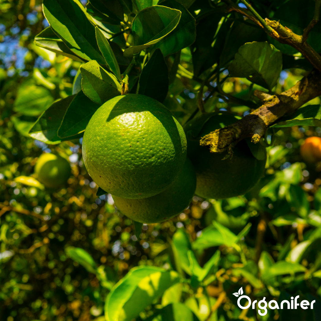 liquid fertiliser citrus