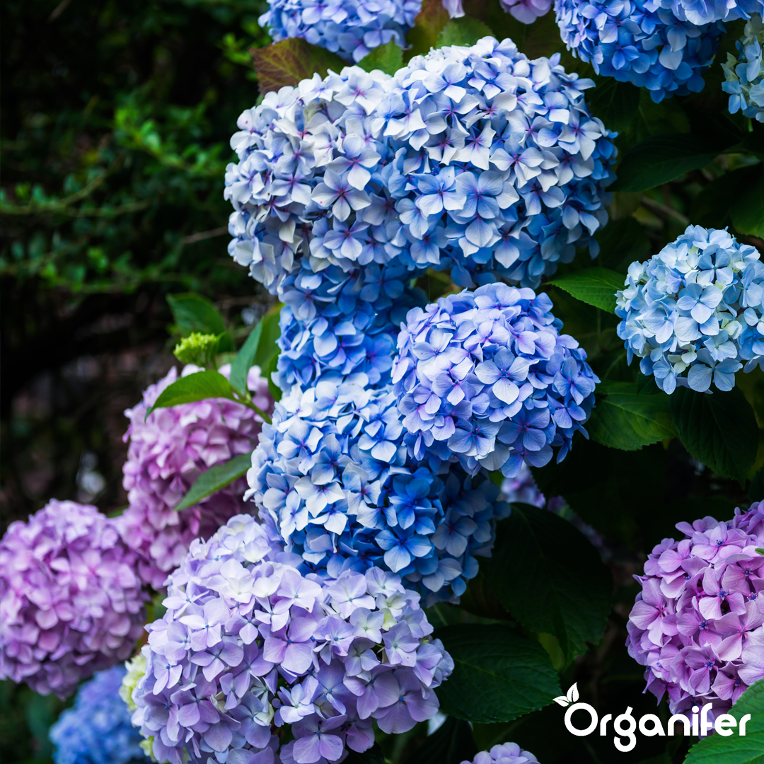 3 Hydrangea