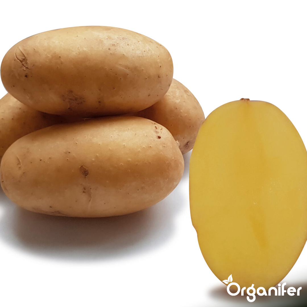 Organic Seed Potatoes Nola