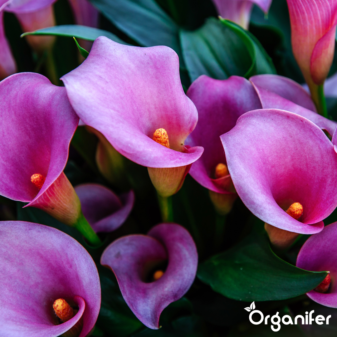 liquid fertiliser Calla