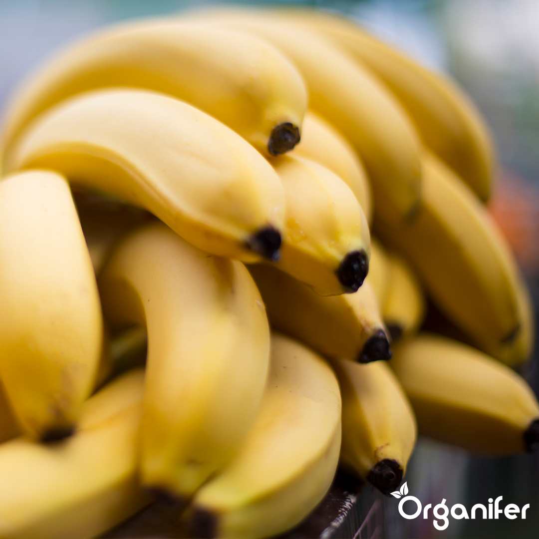 liquid fertiliser Banana