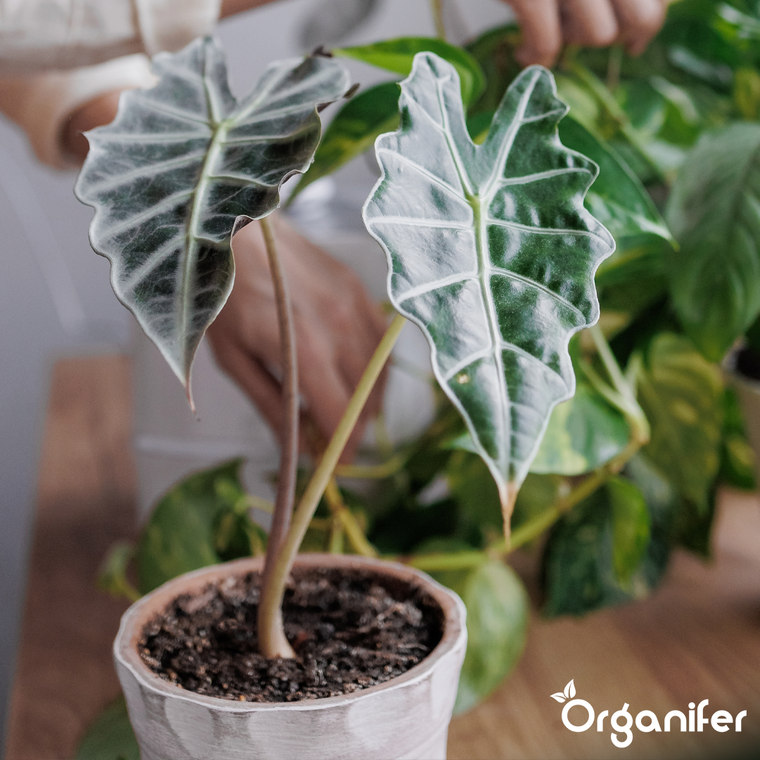 liquid fertiliser Alocasia