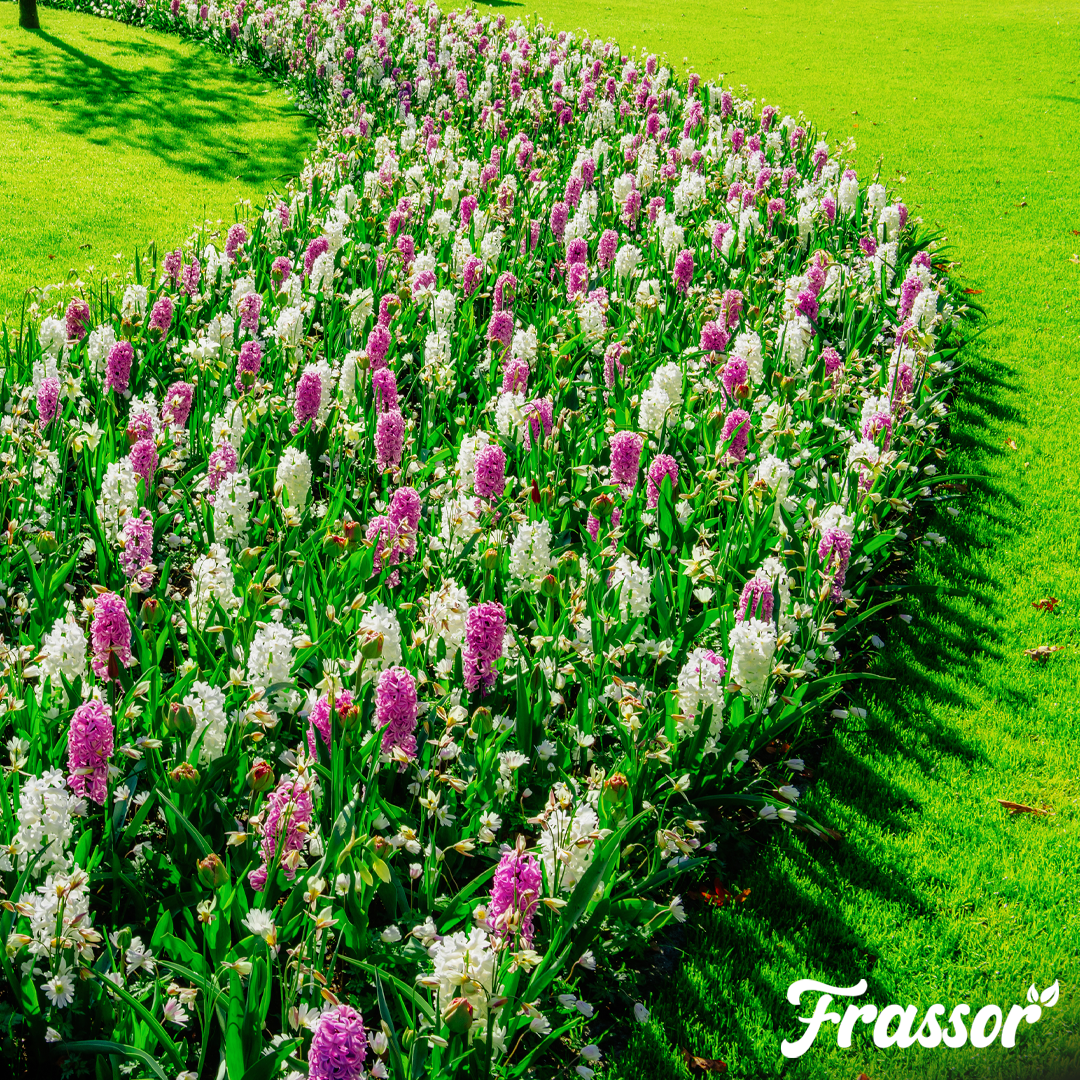 Frassor Border All-in-One