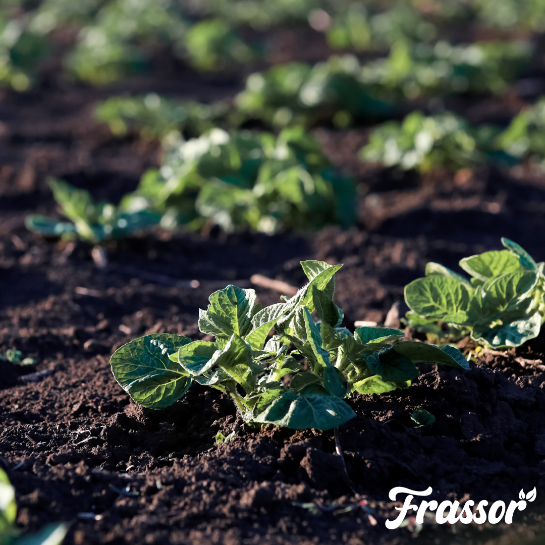 3 frassor soil resilience