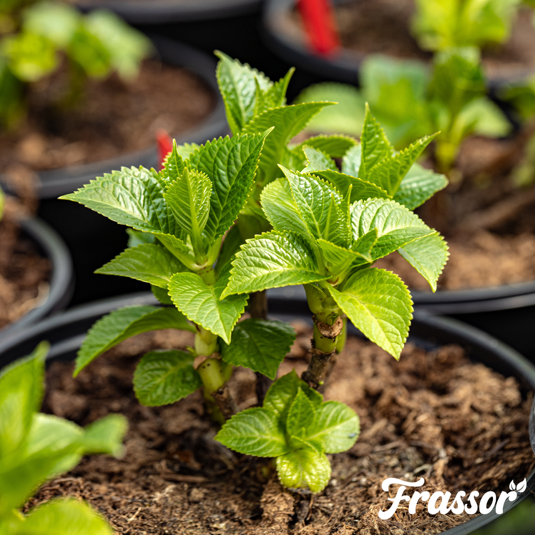 frassor plant resilience english