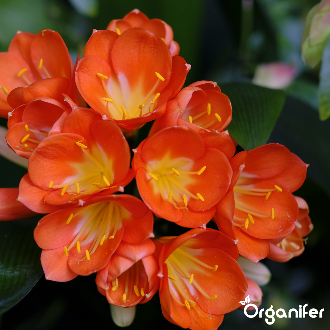 liquid fertiliser Clivia