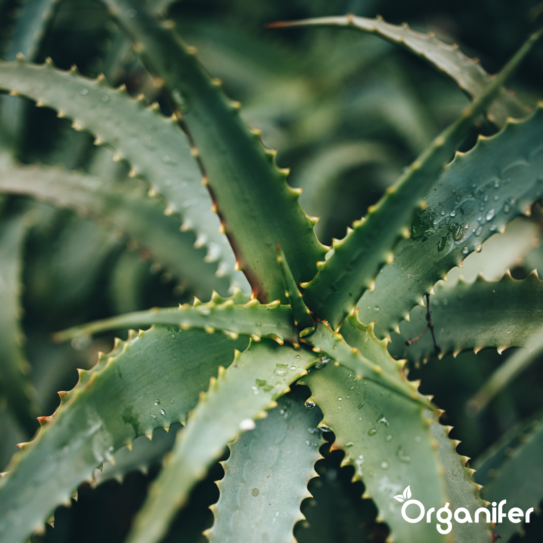 liquid fertiliser Aloe Vera