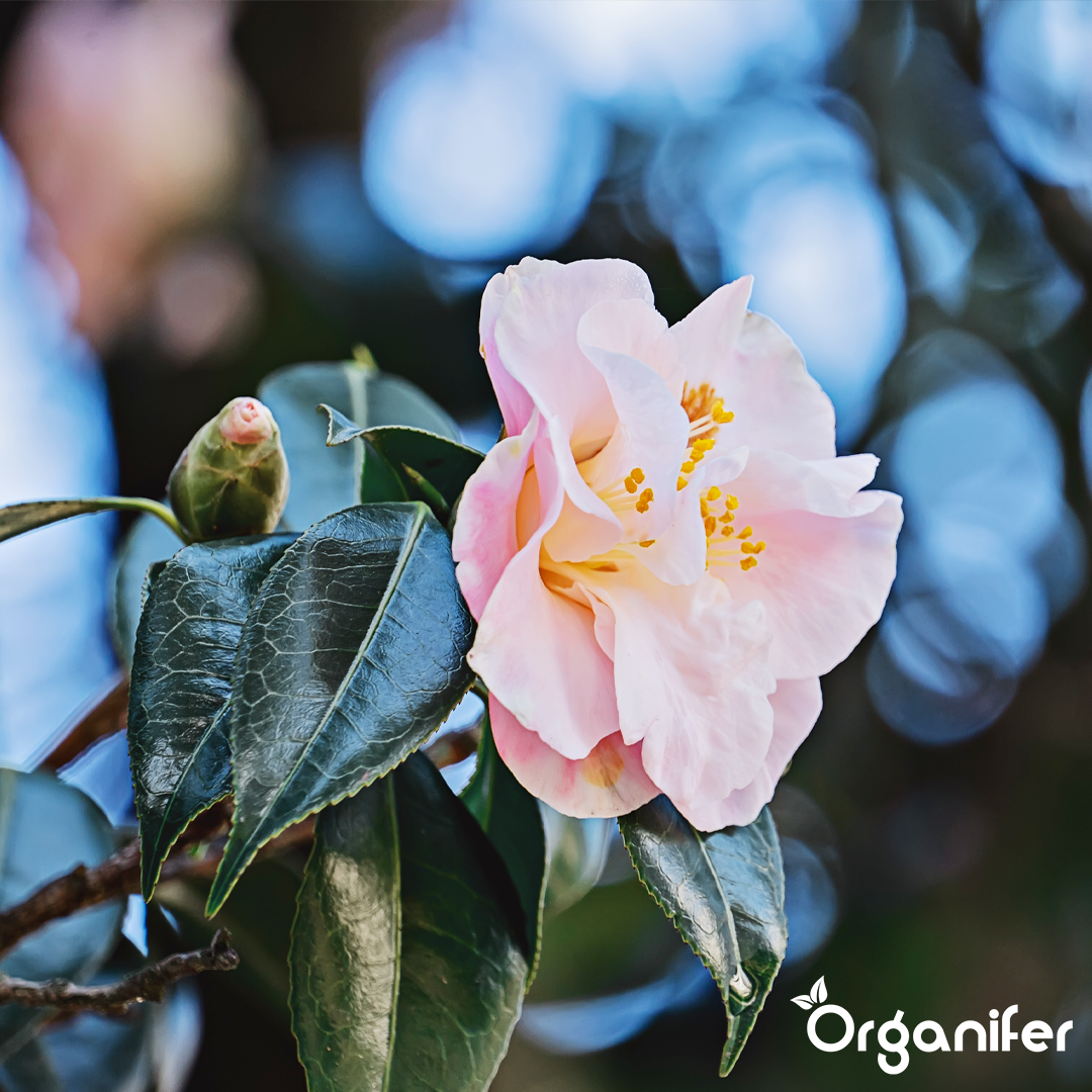 liquid fertiliser Camellia