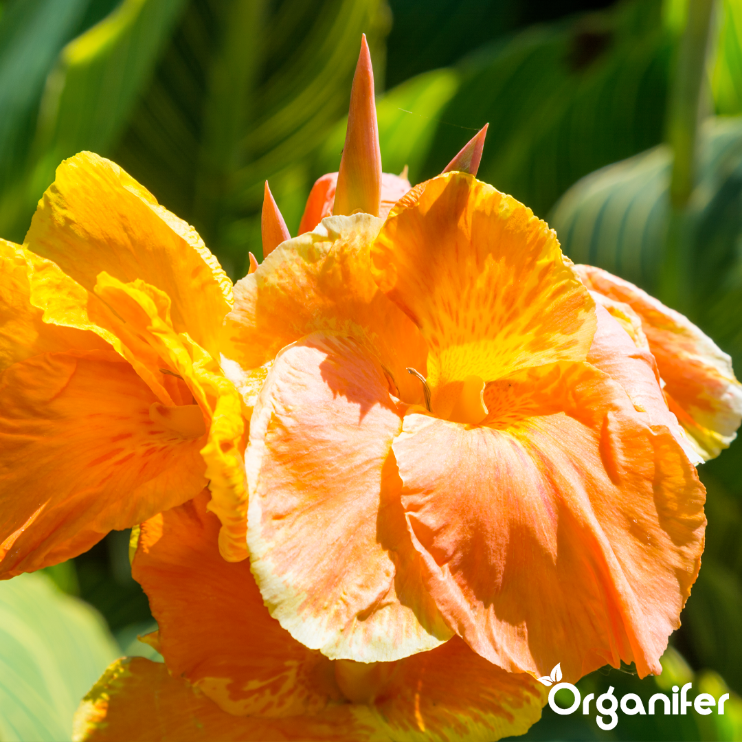 liquid fertiliser Canna