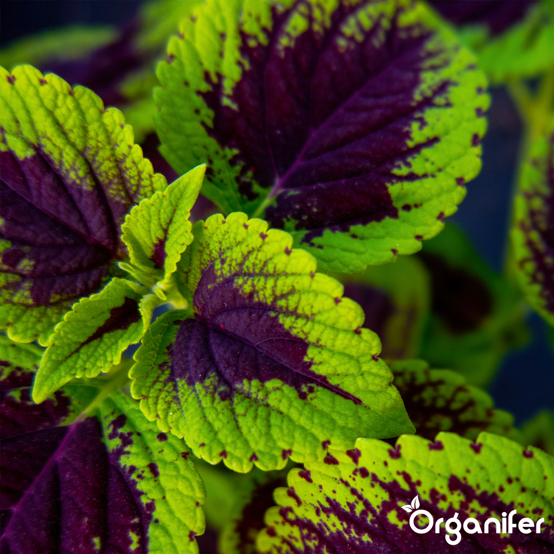 2 liquid fertiliser Coleus