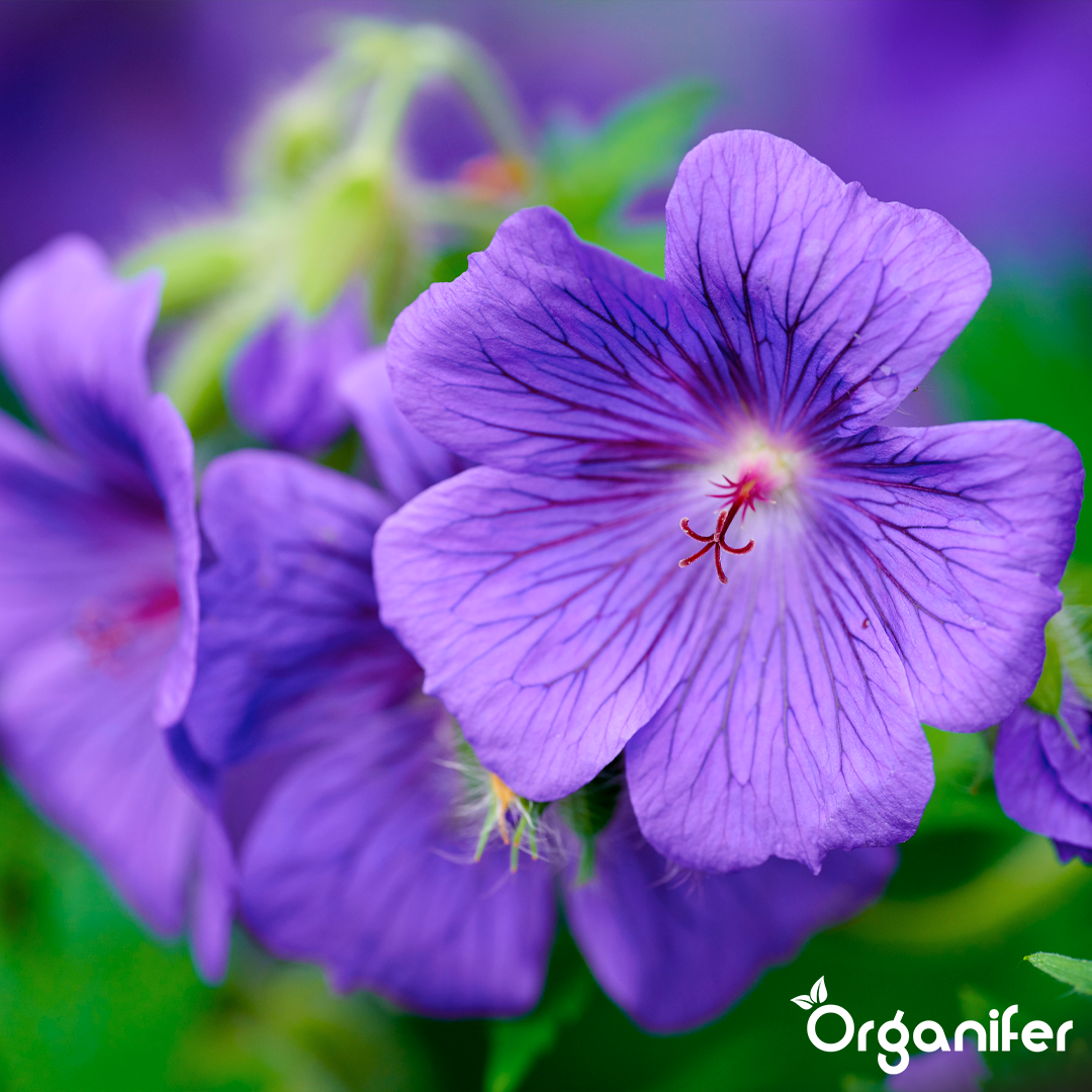 liquid fertiliser Cranesbill