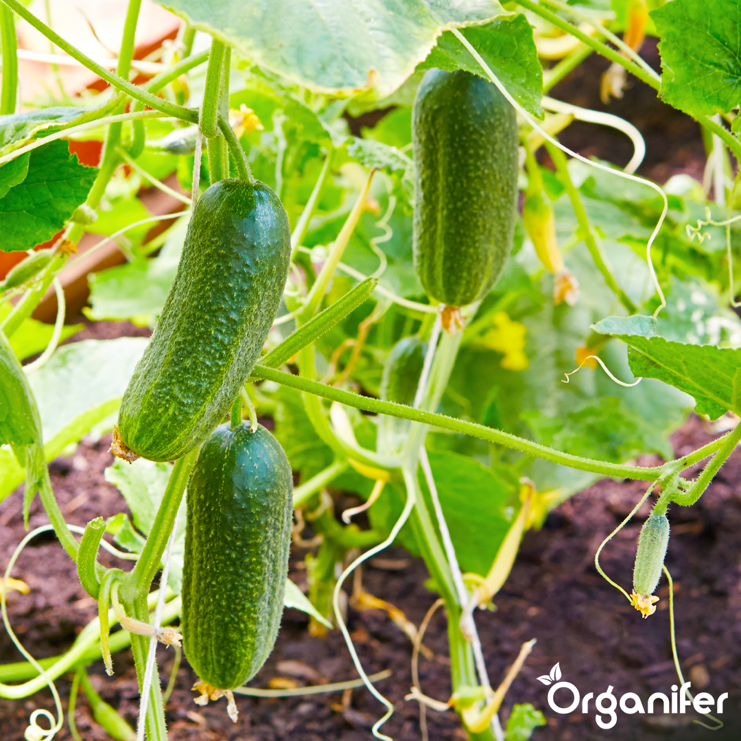 liquid fertiliser cucumber