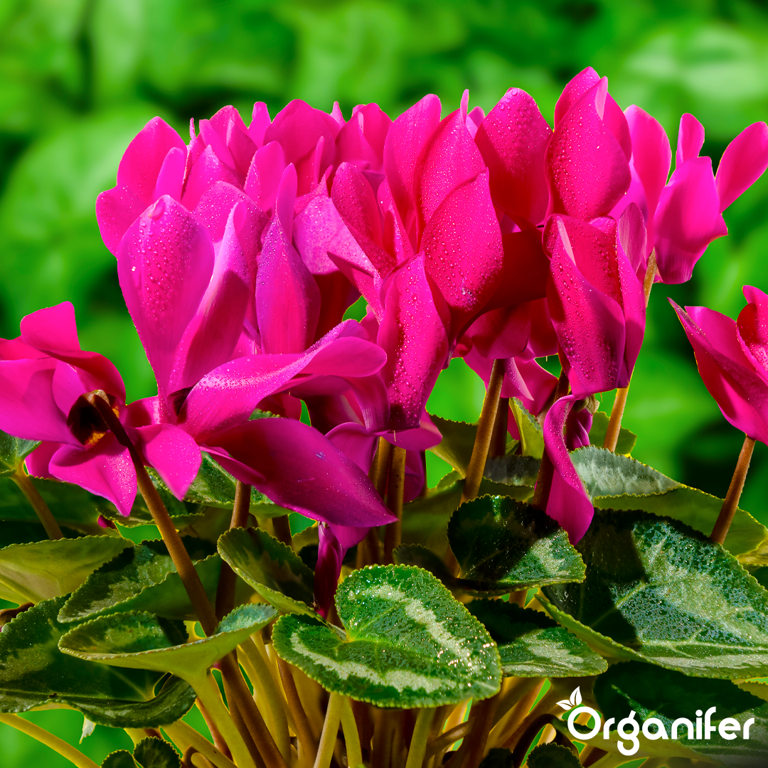 liquid fertiliser Cyclamen
