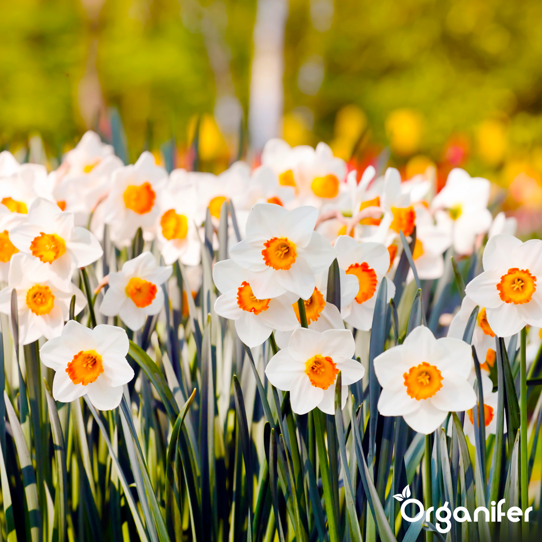 liquid fertiliser Daffodil