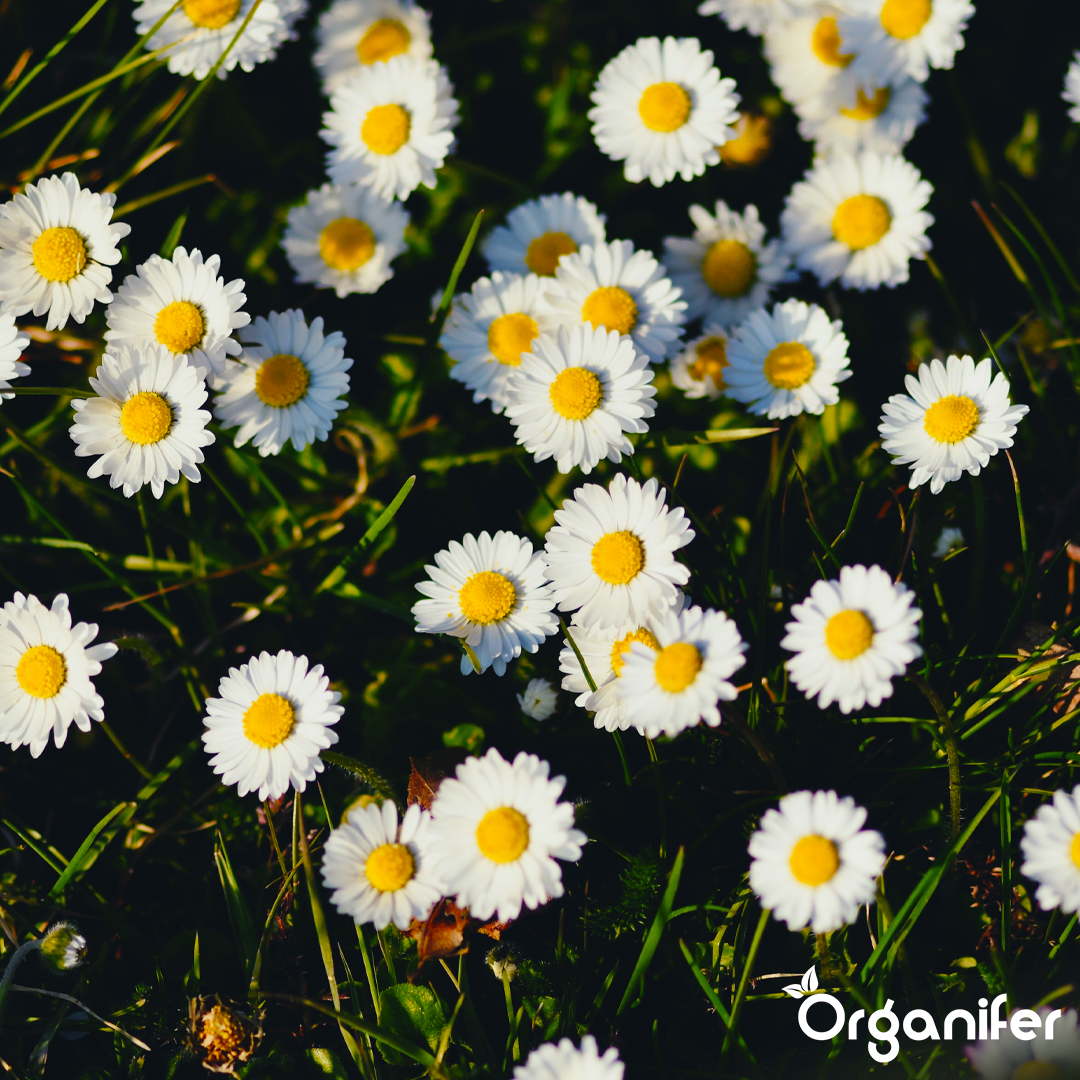 3 liquid fertiliser Daisy