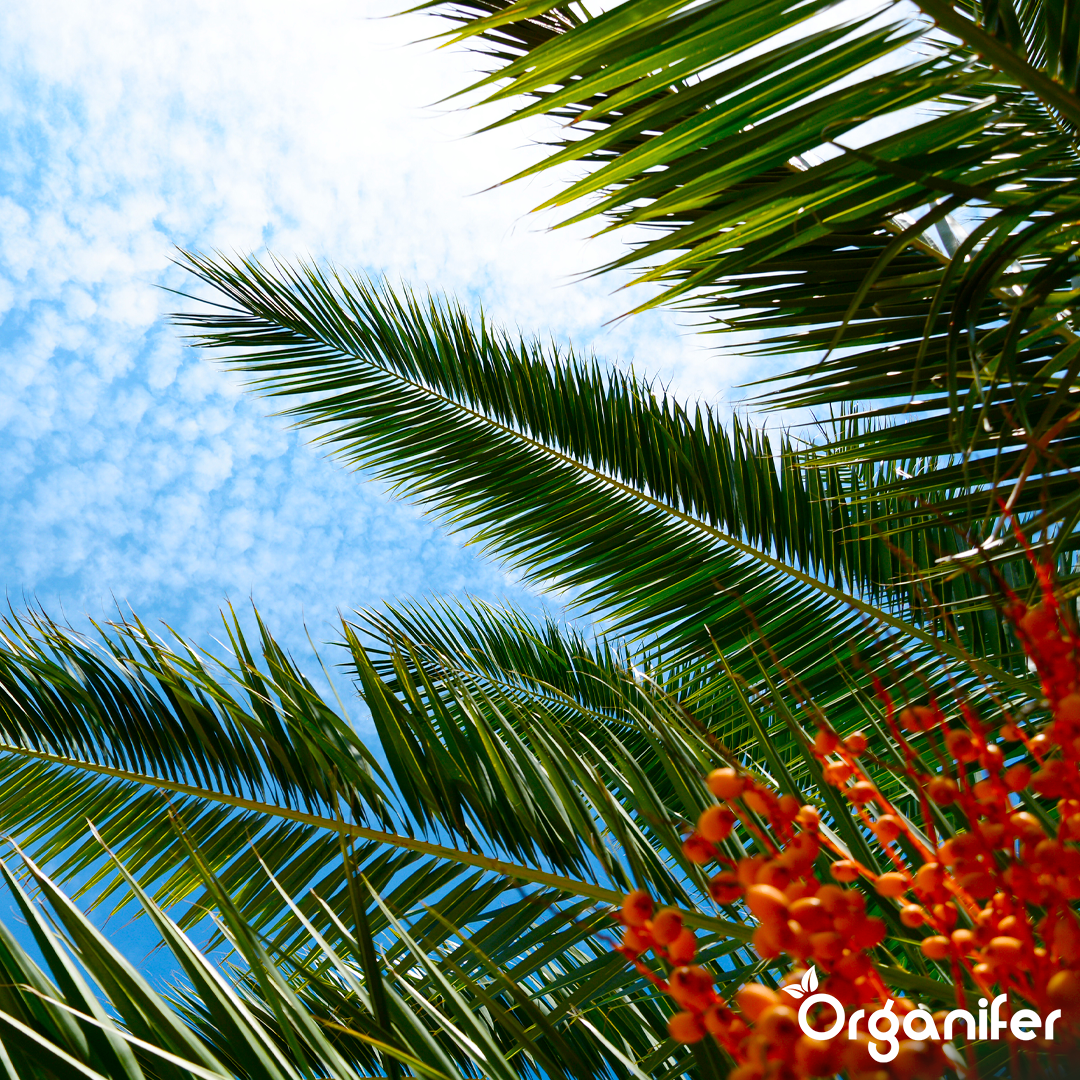 liquid fertiliser Date palm