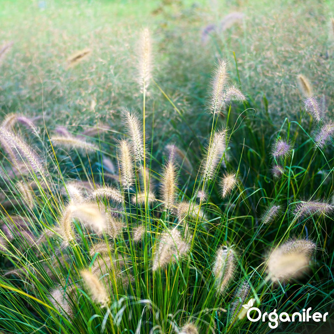 liquid fertiliser Fountain grass