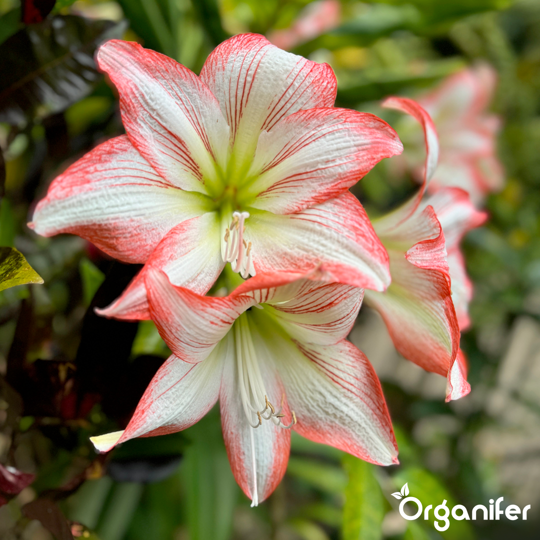 liquid fertiliser Amaryllis