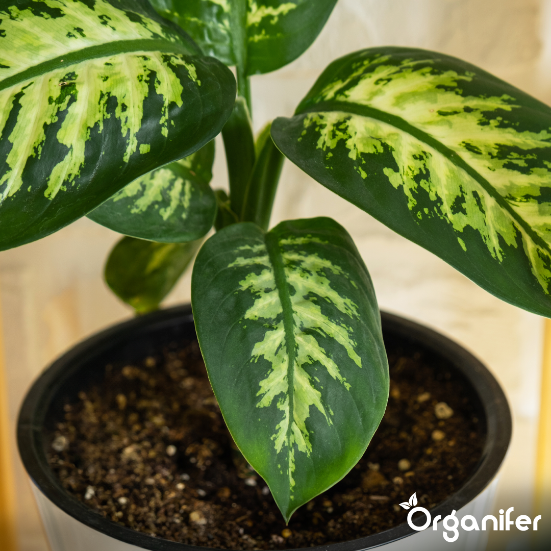 liquid fertiliser Dieffenbachia