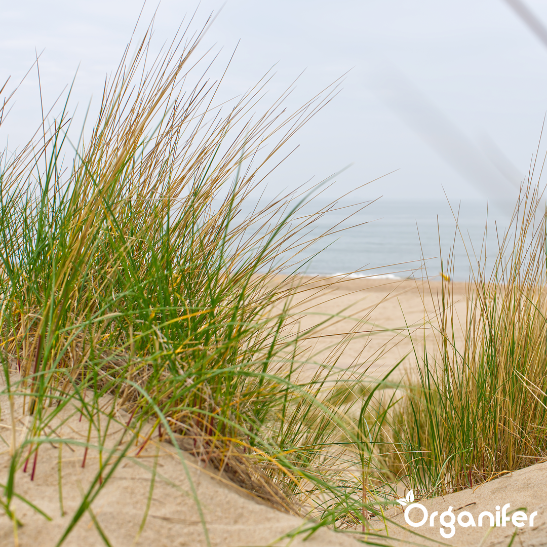 liquid fertiliser Beach grass