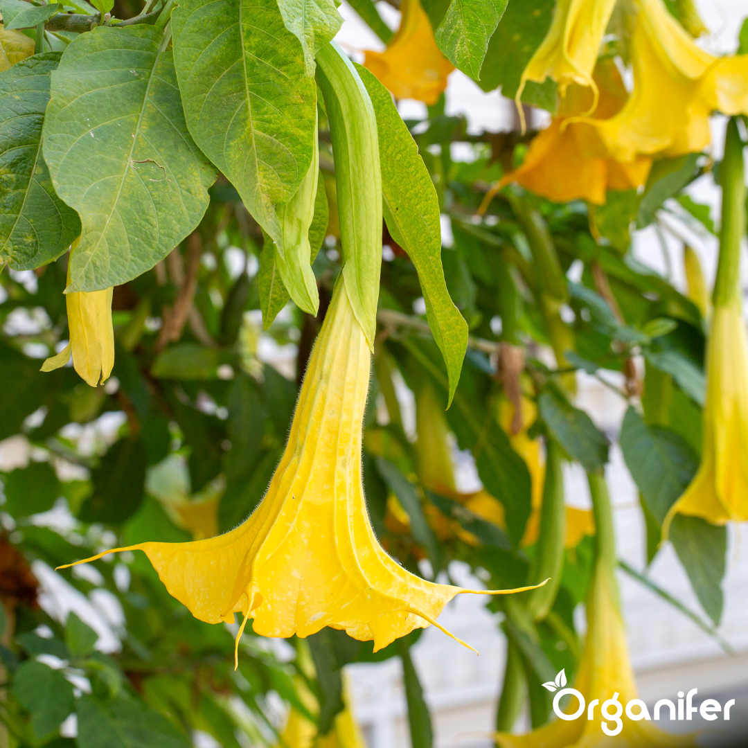 liquid fertiliser Angel trumpet