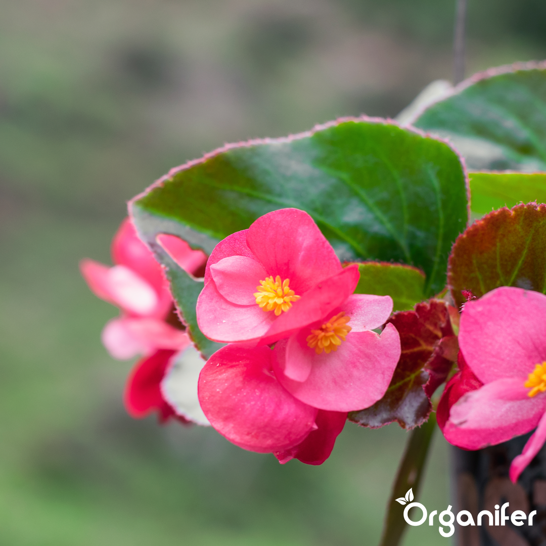 liquid fertiliser Begonia