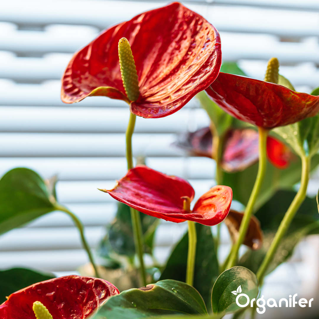 liquid fertiliser Anthurium